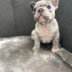 Max-4
