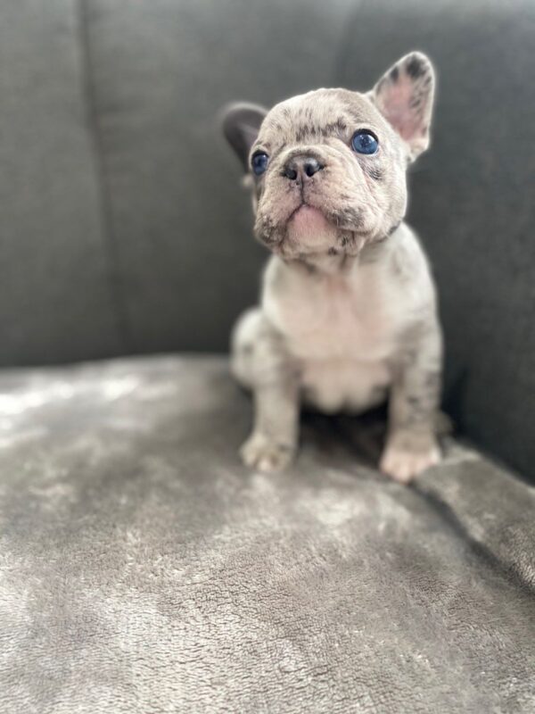 Max-4
