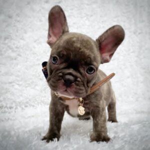 Charlie