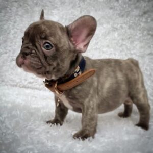 Charlie