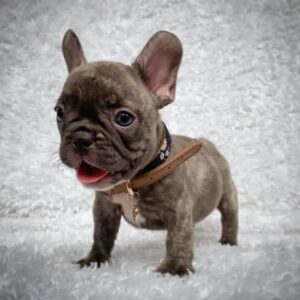 Charlie