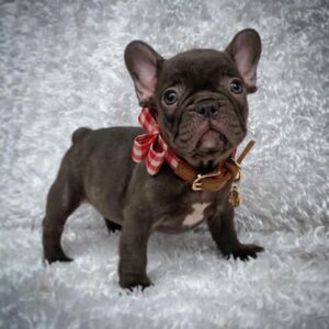 Brownie