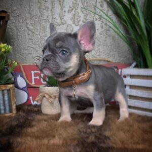 Louie