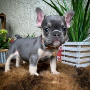 Louie