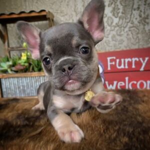 Louie