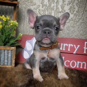 Louie