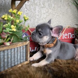 Louie