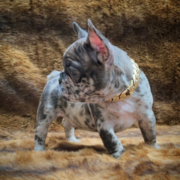 Rex