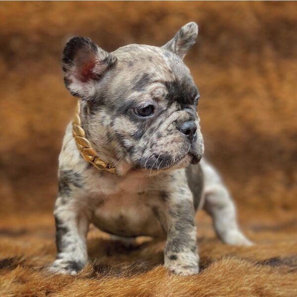 Rex