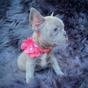 Lilah