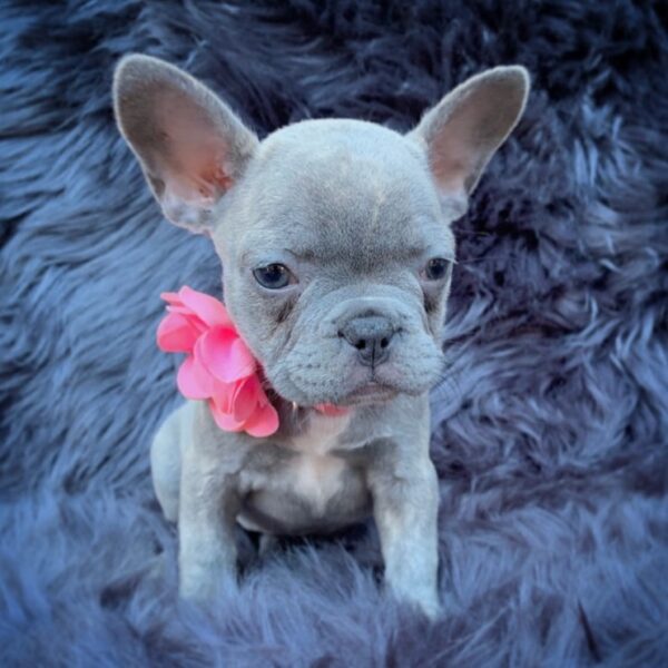 Lilah